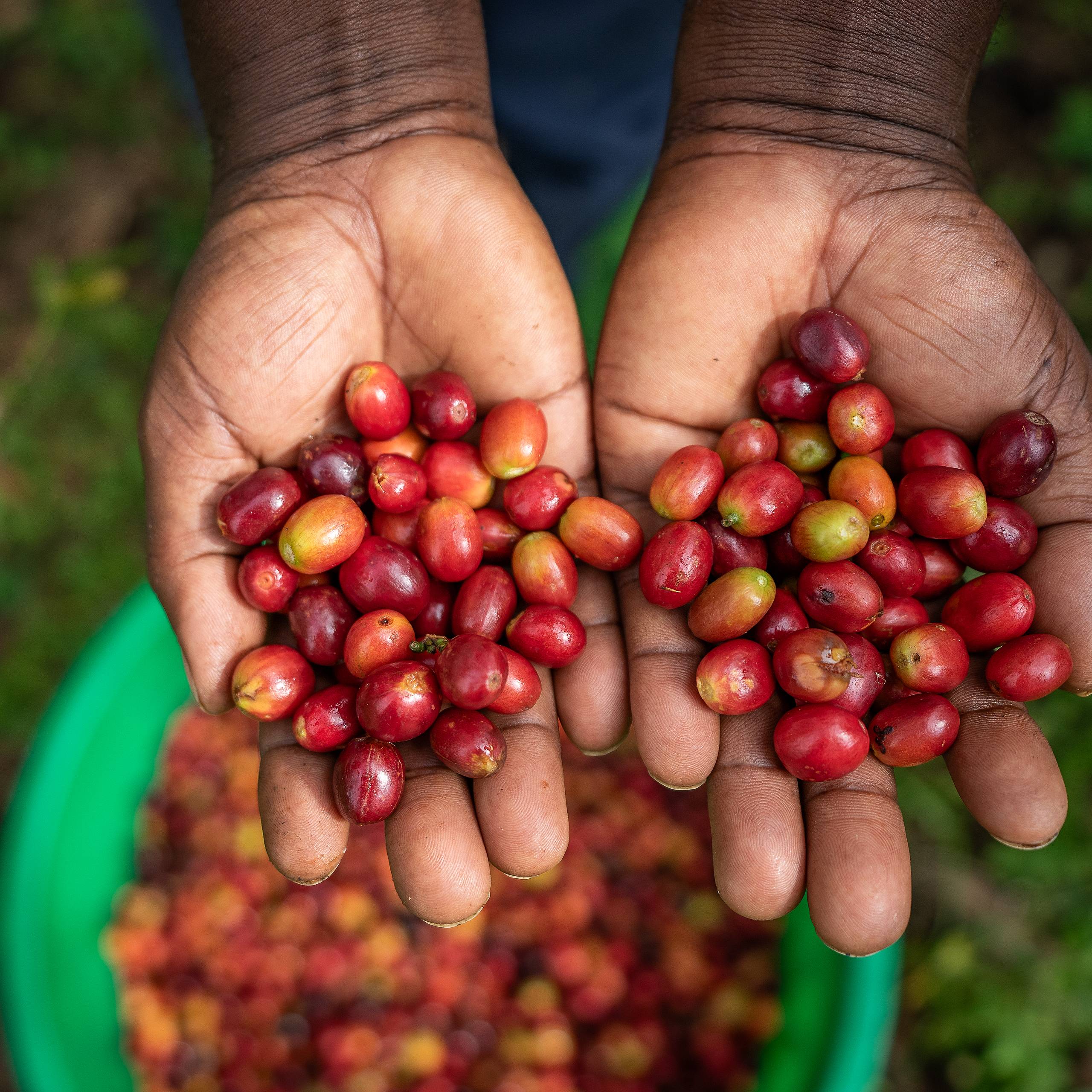 Alchemy Uganda Bukonzo Dream