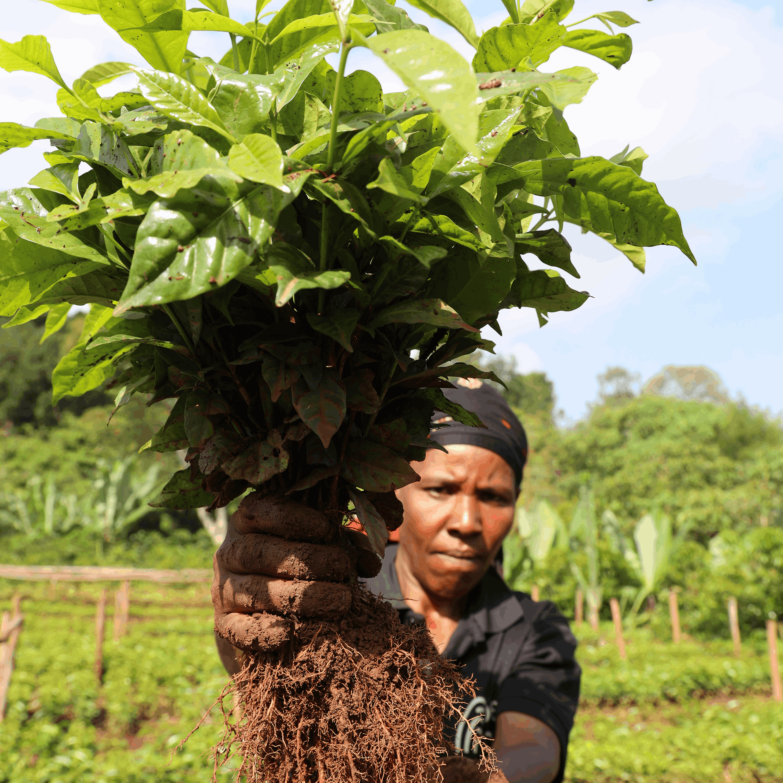 Alchemy Ethiopia Bette Buna