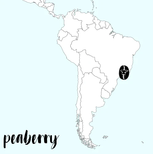ANVIL Coffee Roasters Peaberry Brazil Yellow Bourbon Natural Carbon Neutral