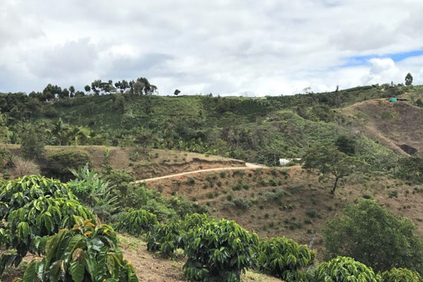 Black Cat Coffee Colombia