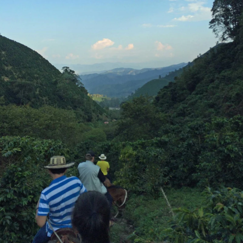 Coffee Compass Colombia Finca Las Mercedes la Isla