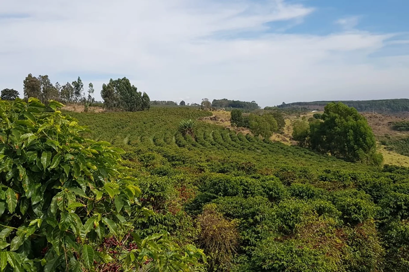 Coffee Compass Brazil Nossa Senhora da Aparecida Natural