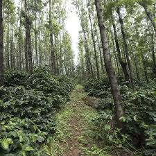 Coffee Compass India Ratnagiri Honey Process