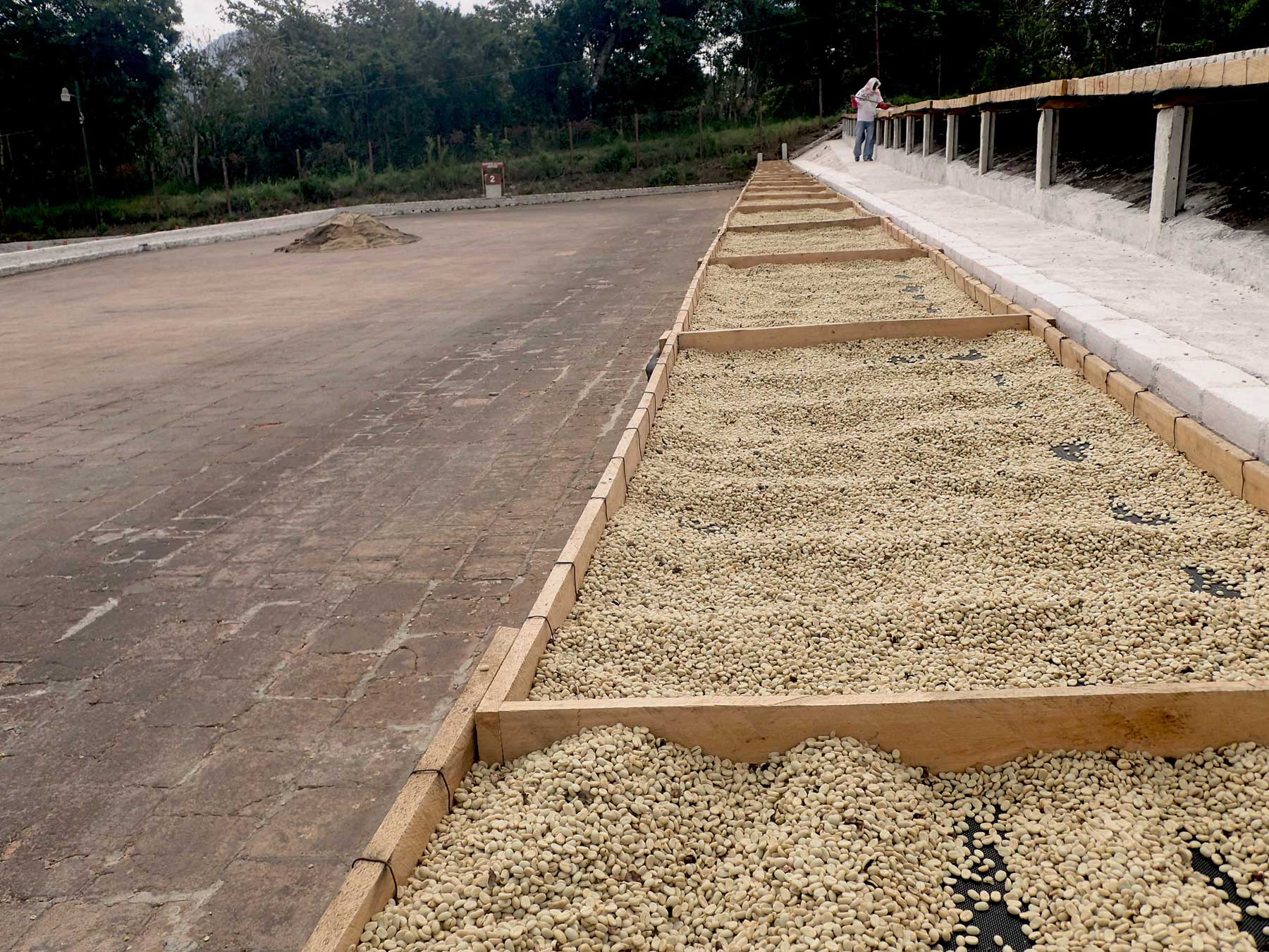 Coffee Compass El Salvador Finca El Carmen Red Bourbon