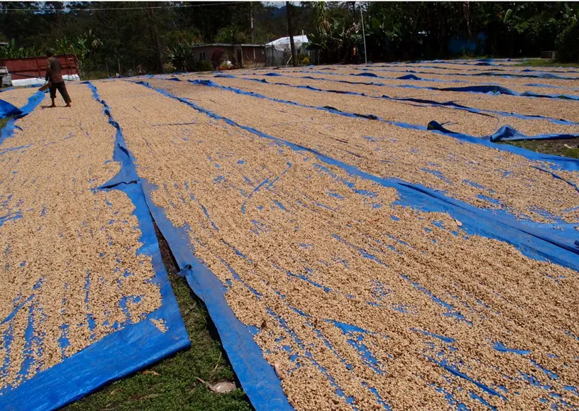 Coffee Compass Papua New Guinea Madan Estate AA