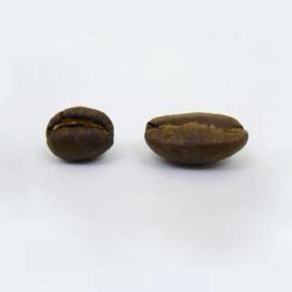 Coffee Compass Kenya Kagumo Peaberry