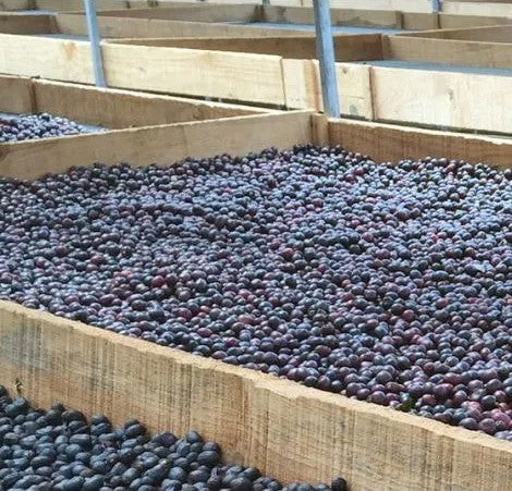 Coffee Compass Nicaragua Peralta Estate Anaerobic Natural Process