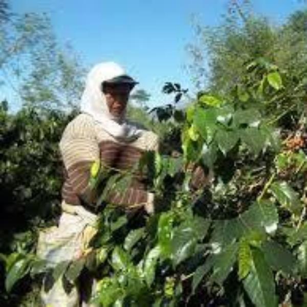 Coffee Compass Java Surmano Temanggung Grade 1