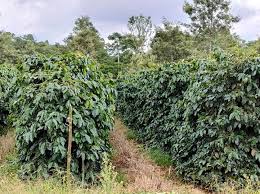 Coffee Compass Laos Phetlamka Estate Java Natural Process