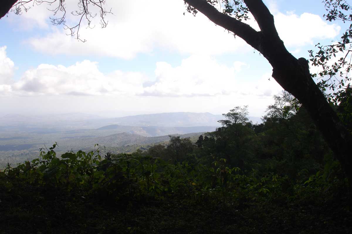 Coffee Compass El Salvador Finca El Borbollón Red Bourbon