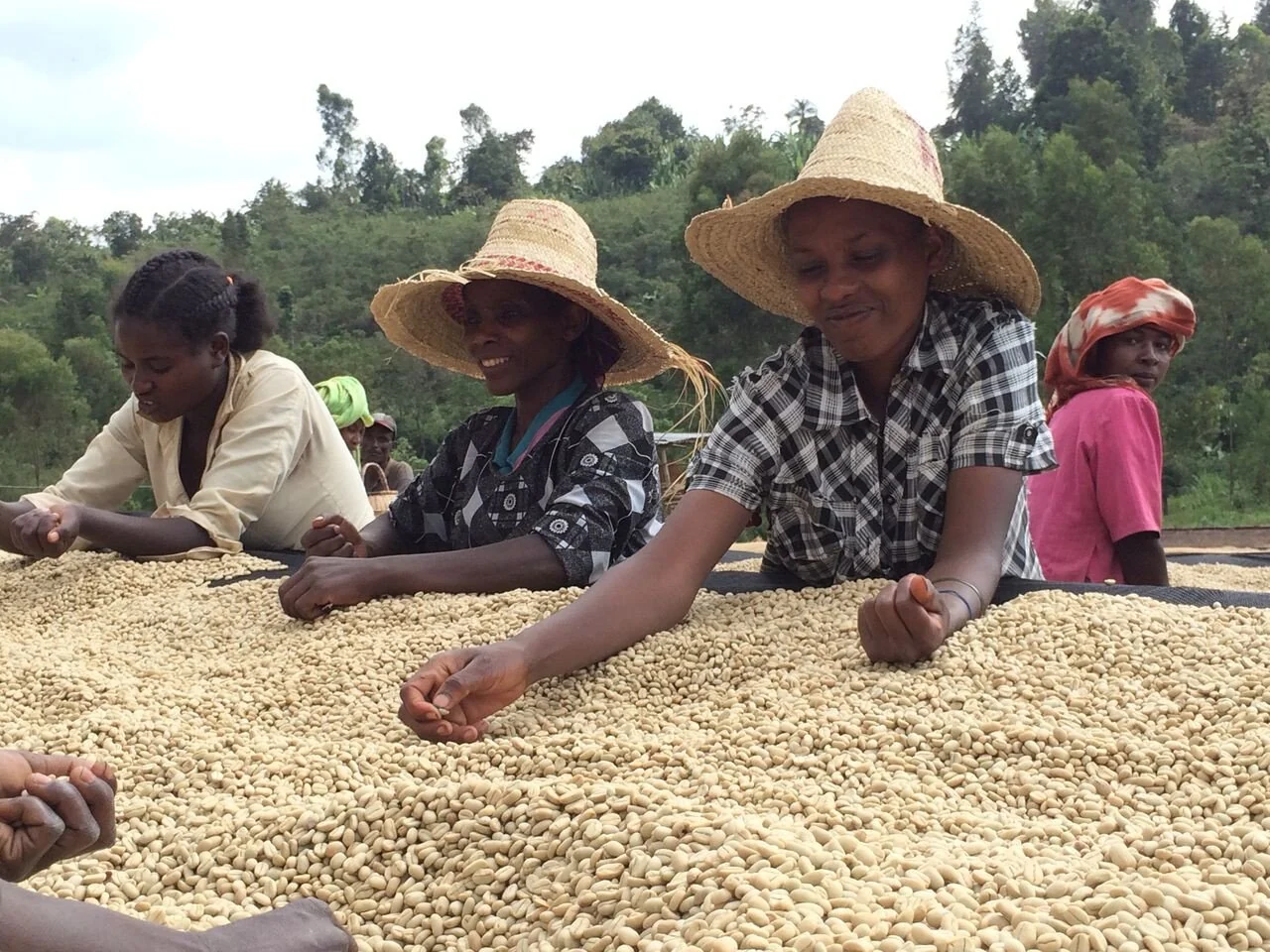 Coffee Compass Ethiopia Rocko Mountain Reserve Natural Process