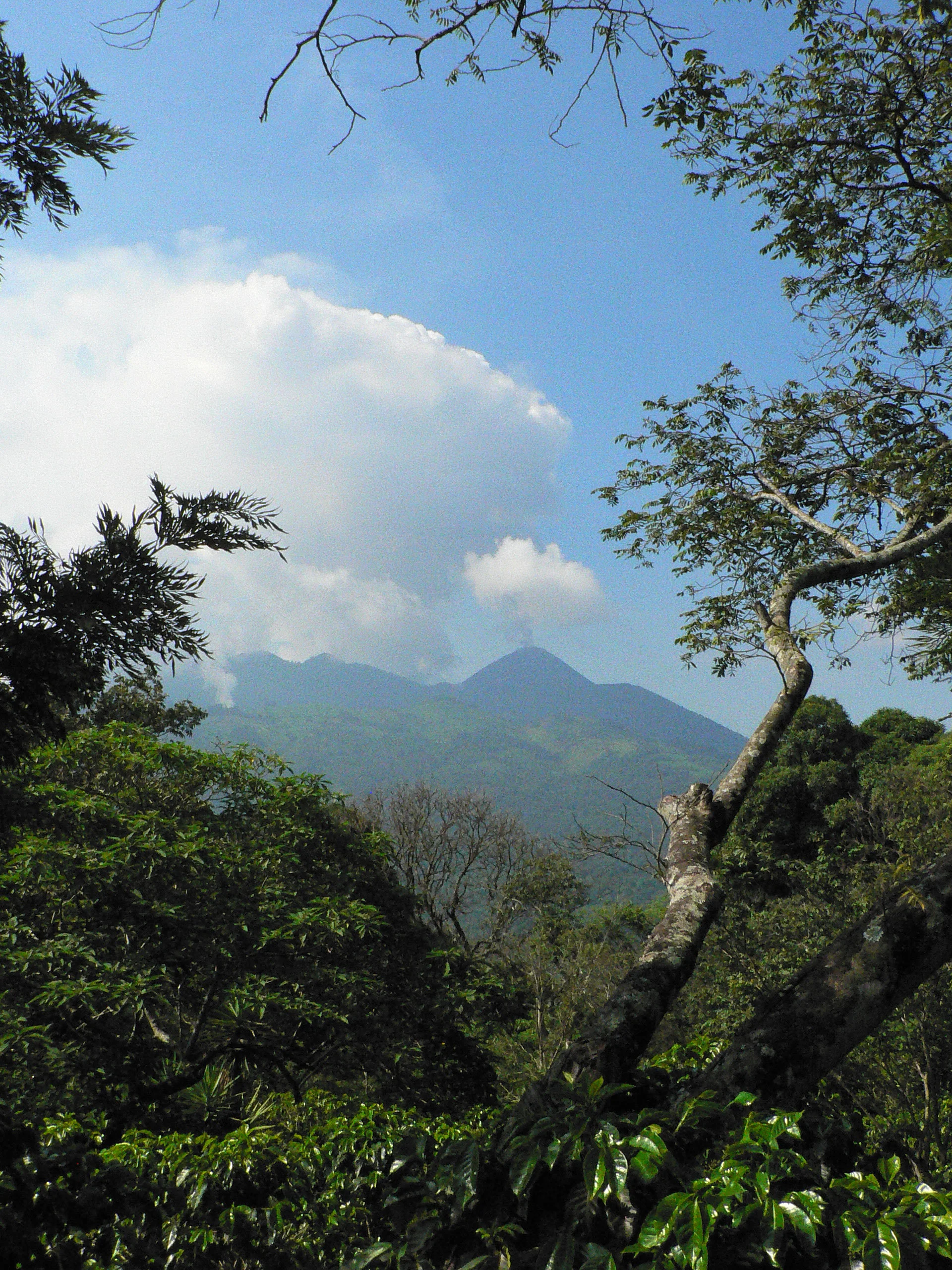 Coffee Compass Guatemala Finca El Hato Santa Rosa