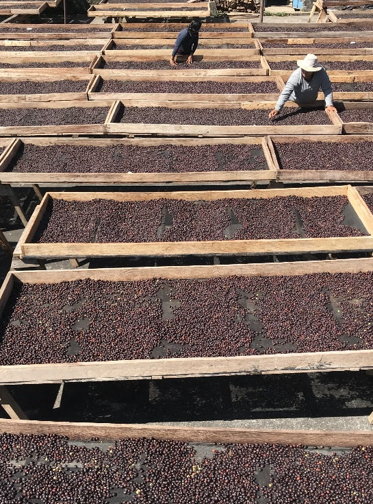 Coffee Compass Guatemala Finca el Platanillo Gesha