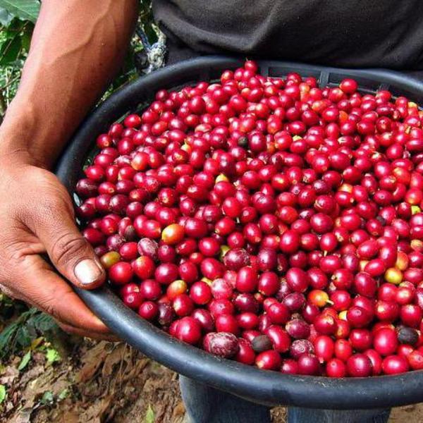 Coffee Compass Cherry Cherry Espresso