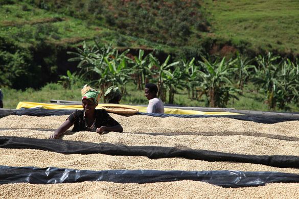 Coffee Compass Rwanda Kinini AA