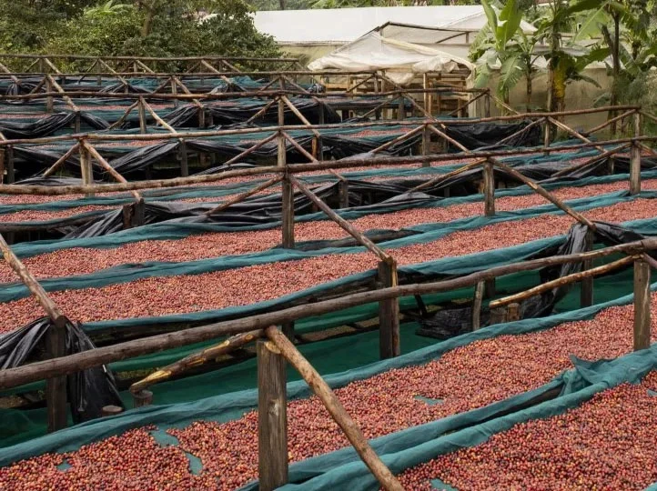 Coffee Compass Uganda Bududa Natural Process