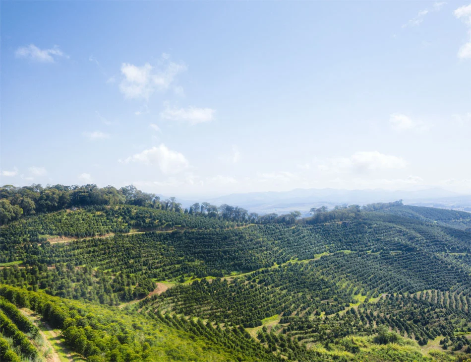 Coffee Compass Brazil Rei das Montanhas Mahogany Roast