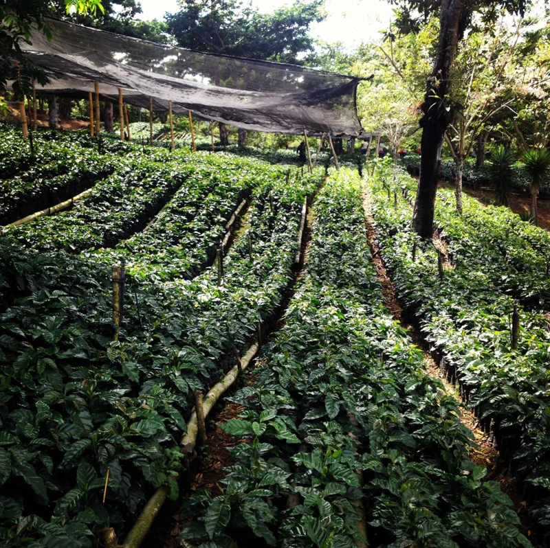 Coffee Compass Guatemala El Hato CO2 Decaffeinated