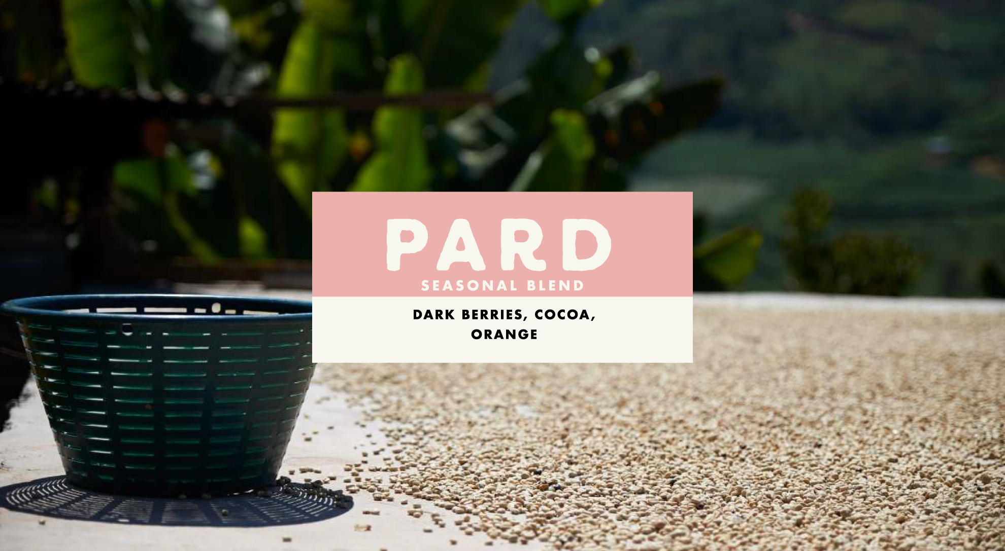 Foundation Pard