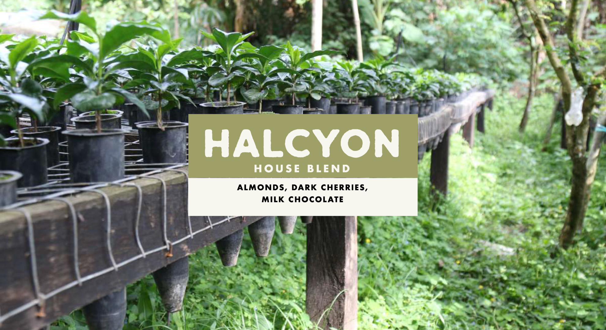 Foundation Halcyon