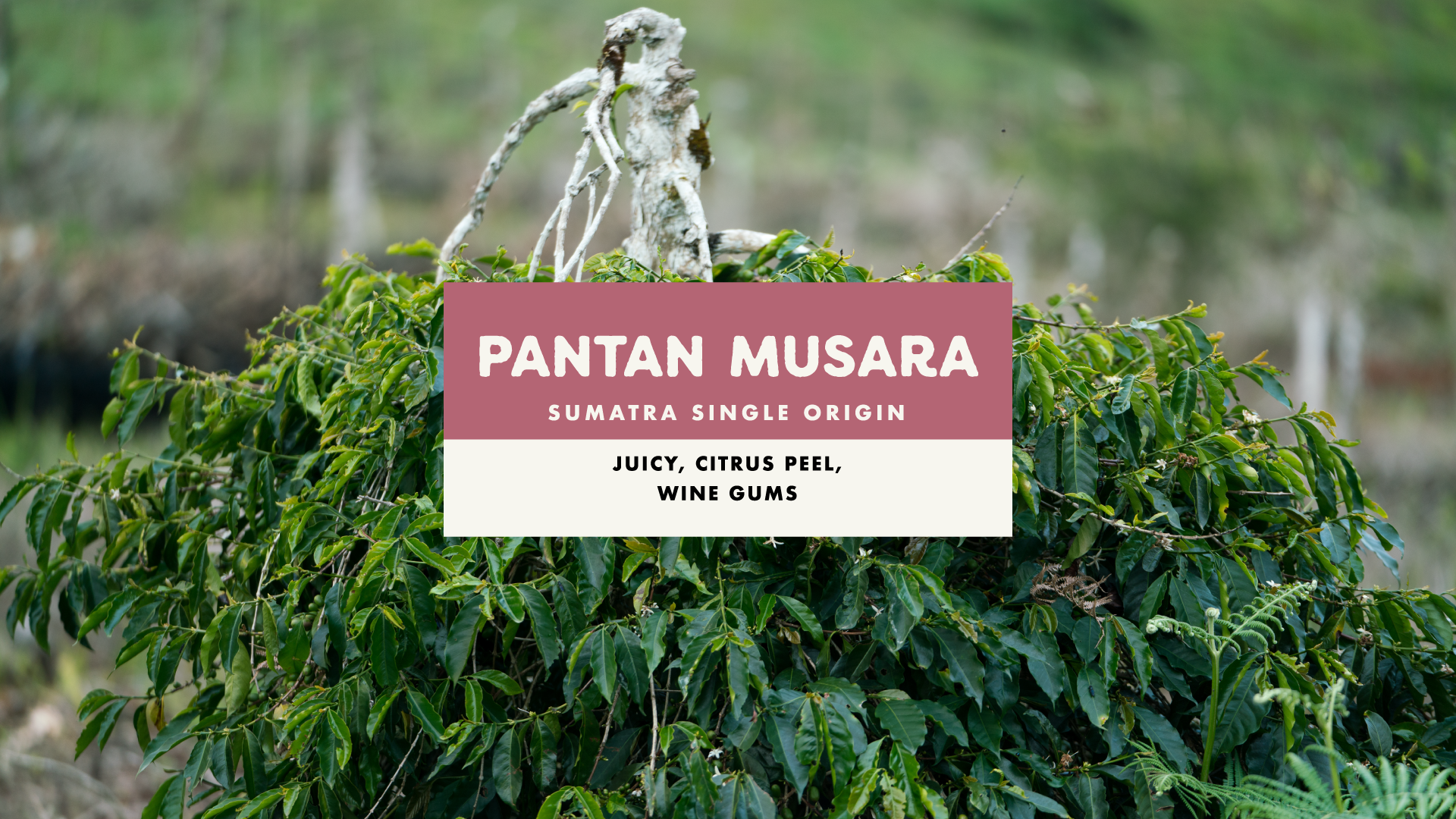 Foundation Pantan Musara Washed