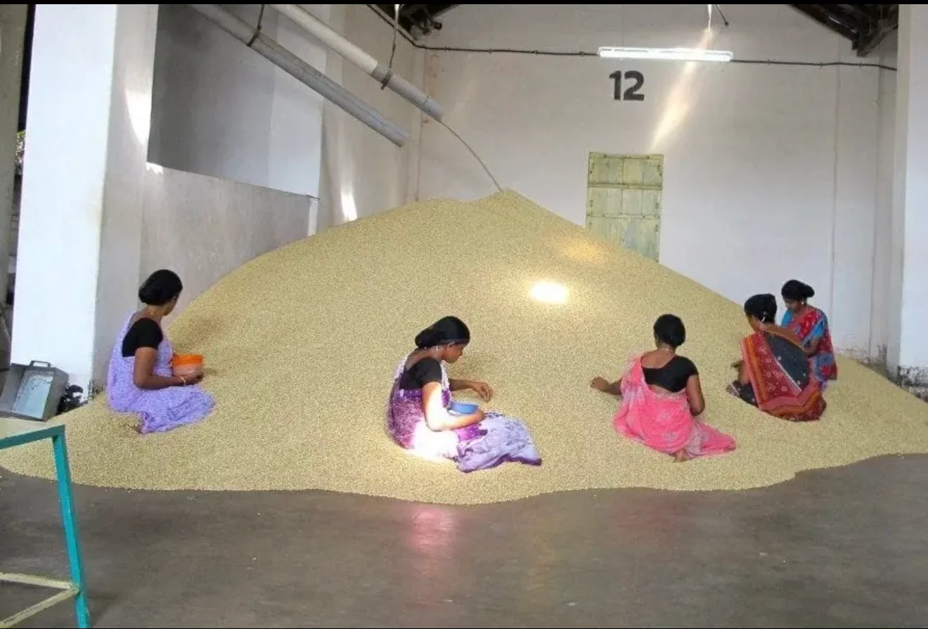 Hill Top Brews India Monsooned Malabar