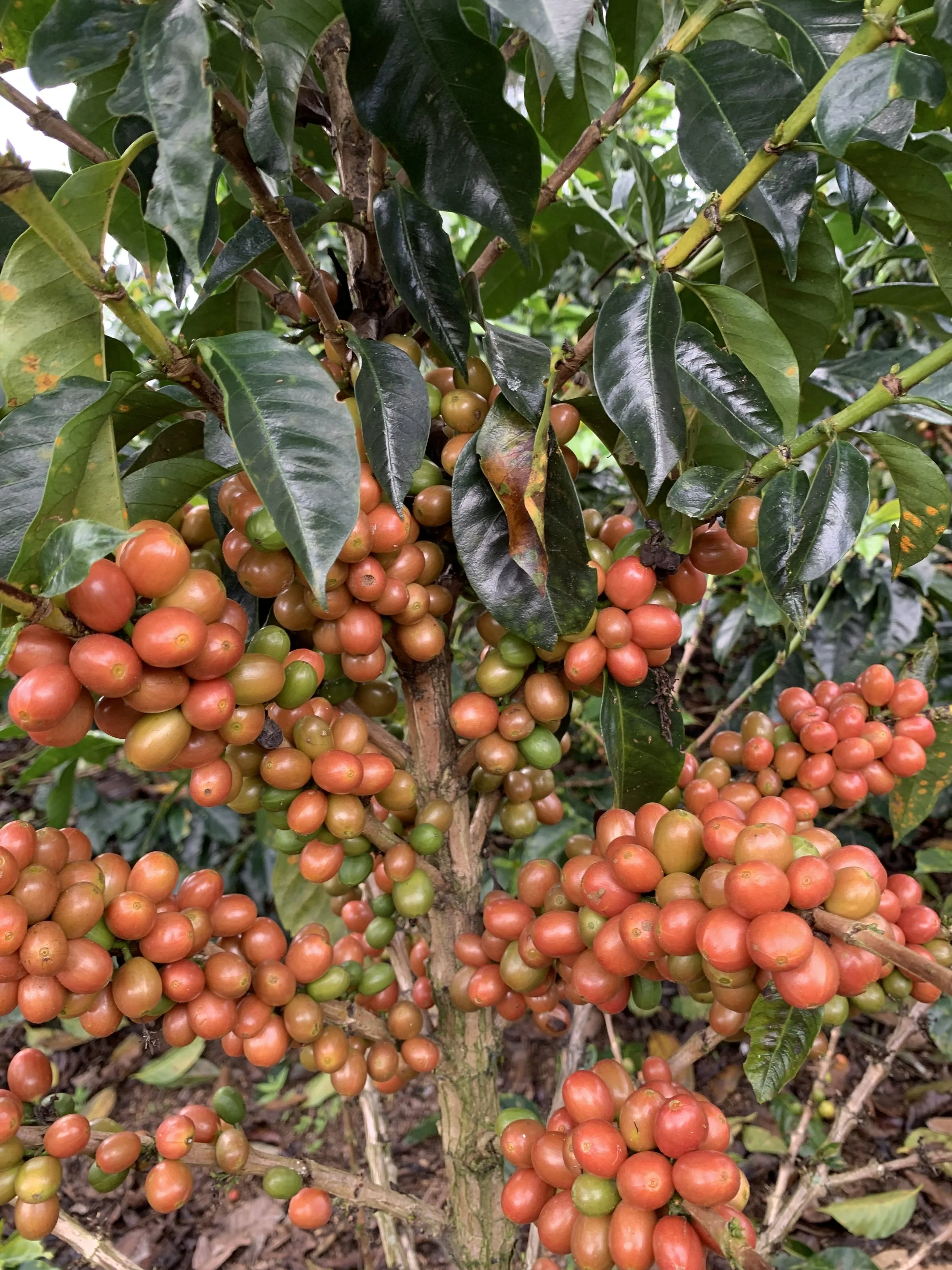 Jolly Bean *NEW SPECIAL RELEASE* Colombia