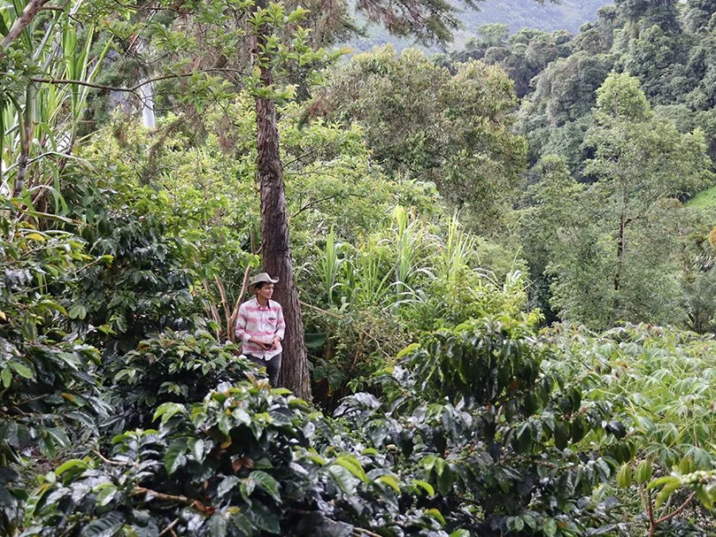Jolly Bean *RESTOCK* Colombia