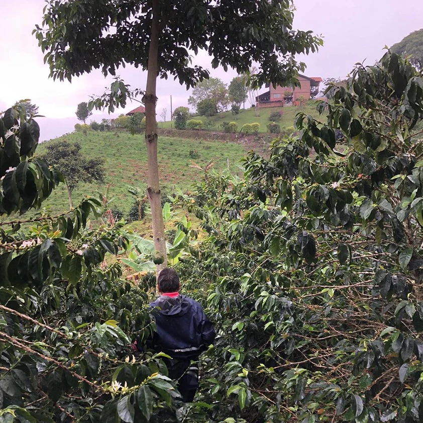 Lost Horizon Coffee Tumbaga Sugarcane Decaf