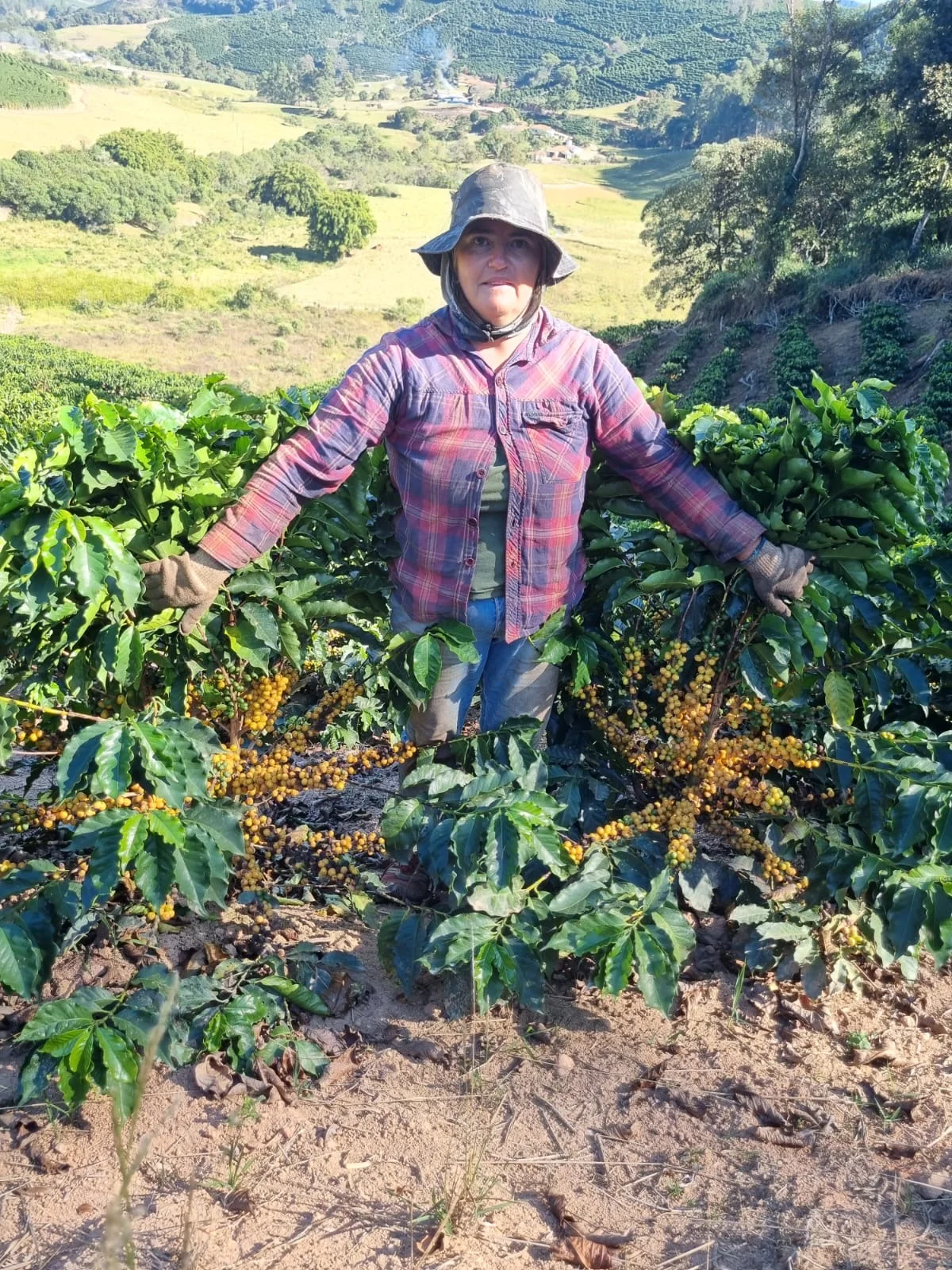 Naked Roaster Bean of the month – Brazil Sitio Agua Limpa