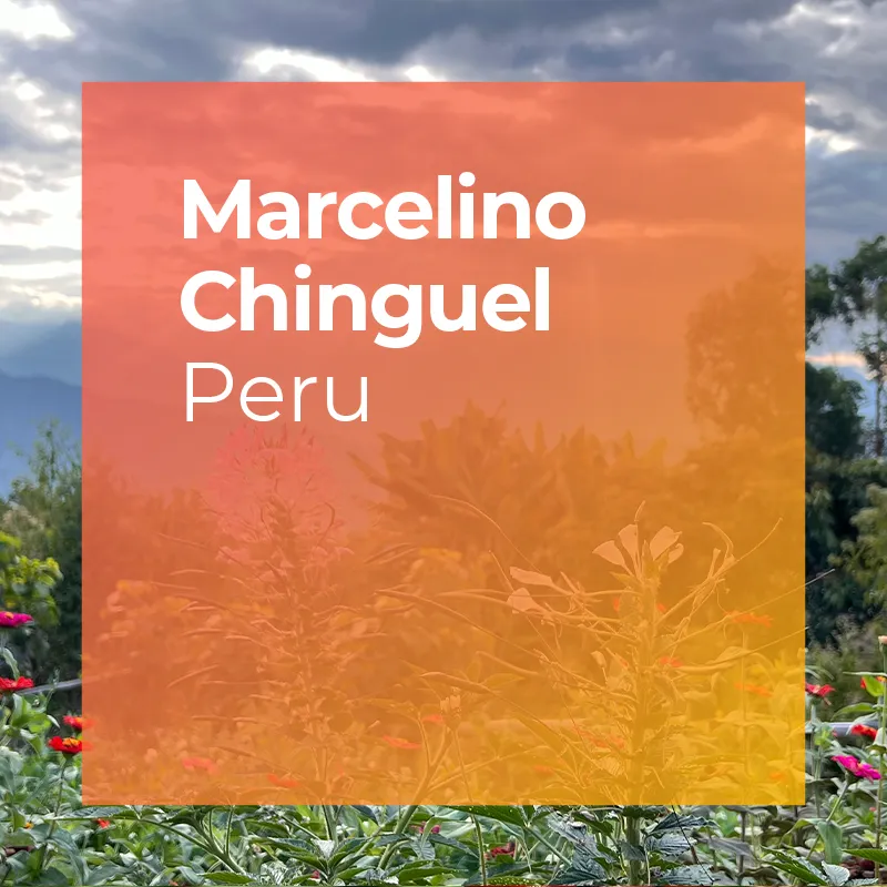 PLOT Roasting Marcelino Chinguel