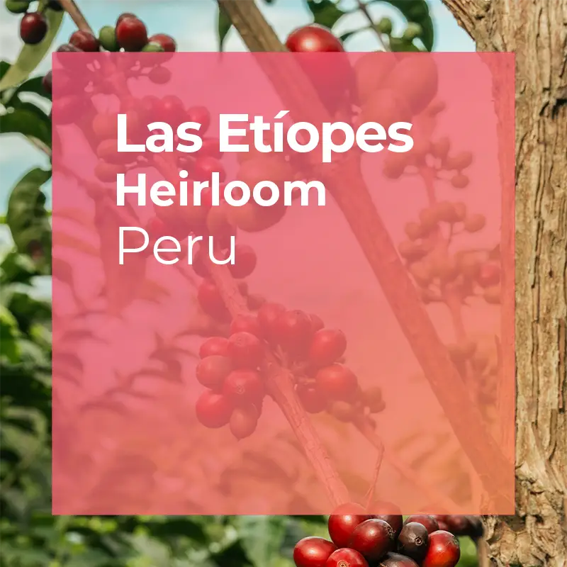 PLOT Roasting Las Etíopes