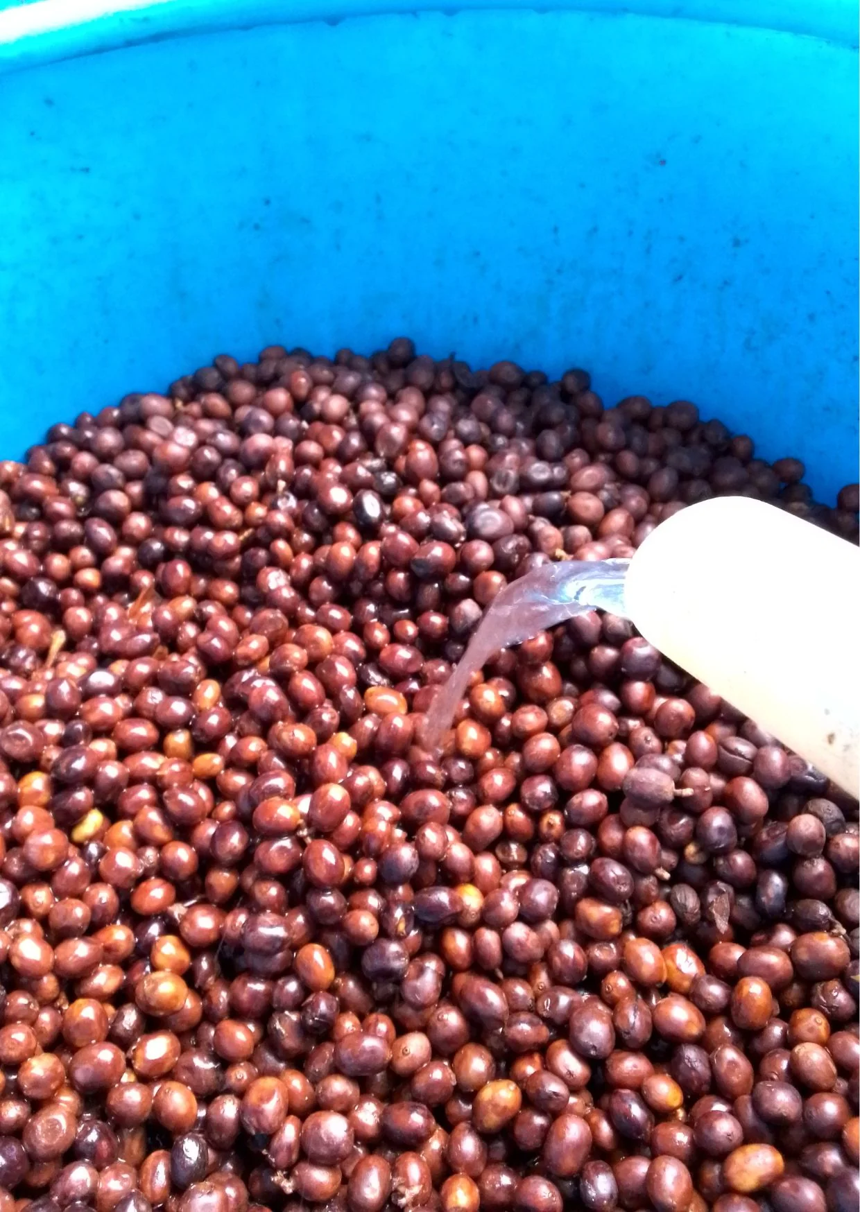 Shiloh Coffee Roasters Nicaragua