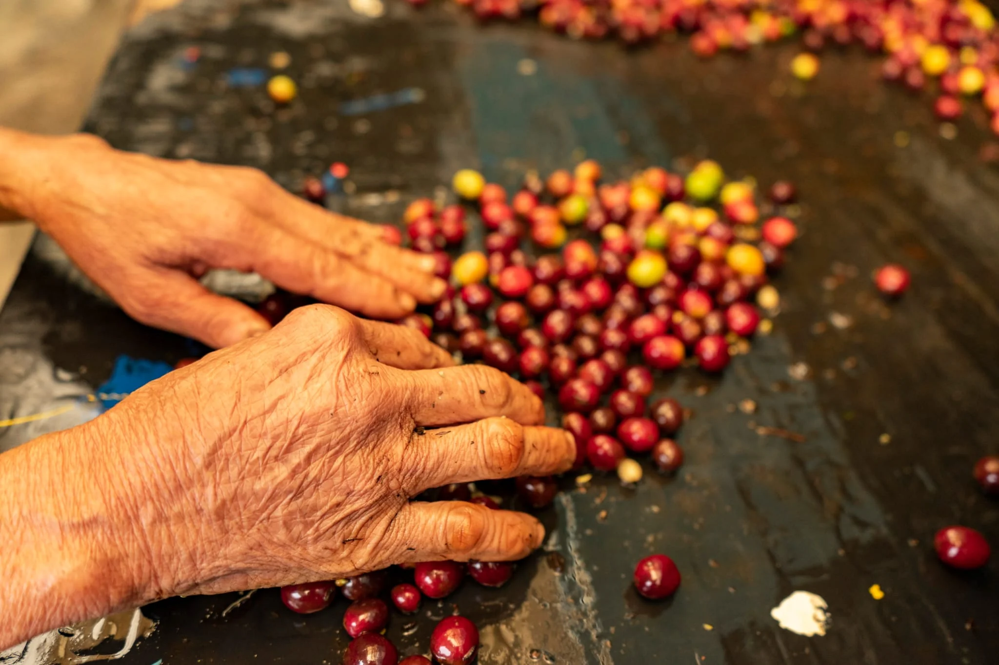 Shiloh Coffee Roasters Colombia