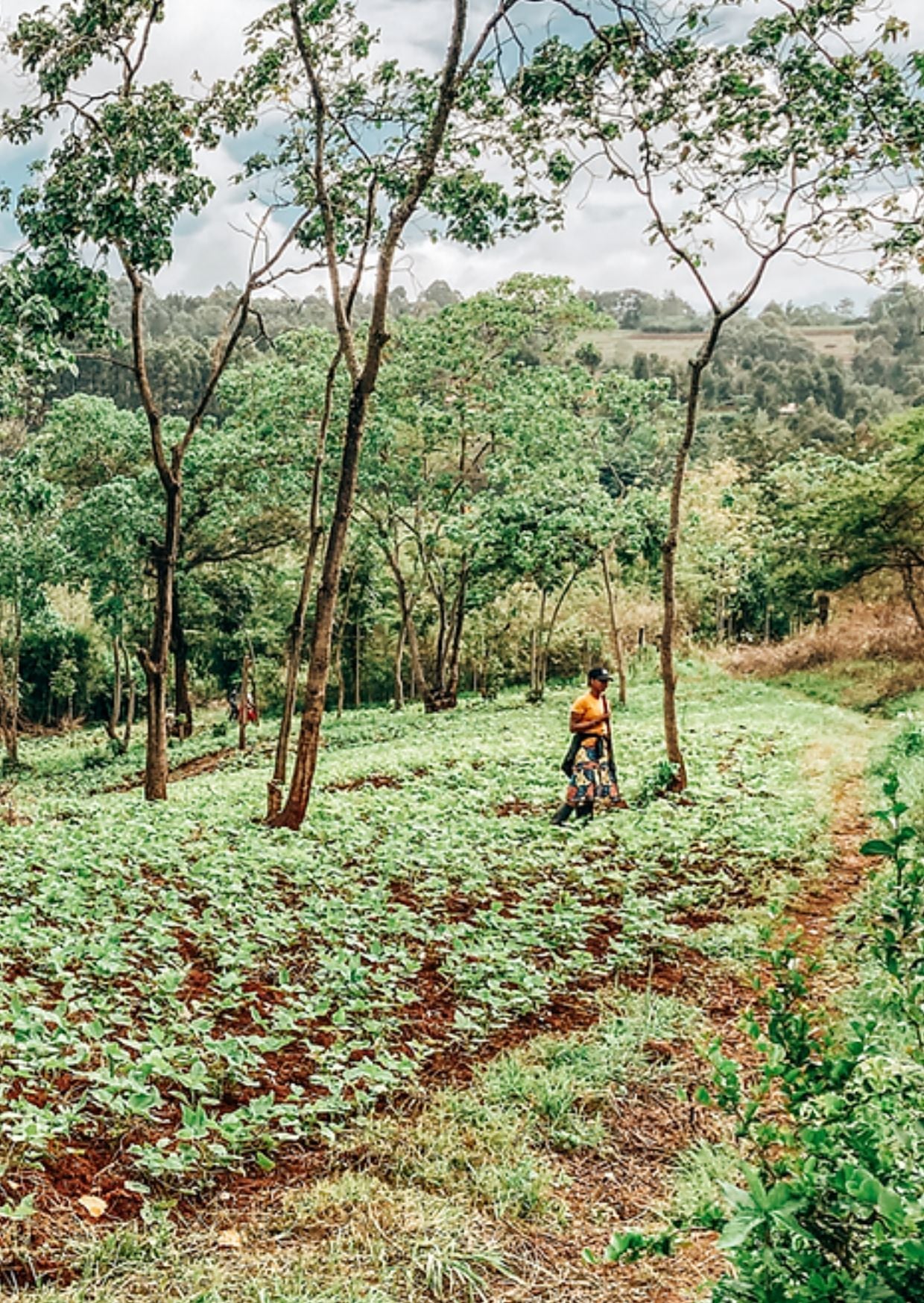 Shiloh Coffee Roasters Tanzania