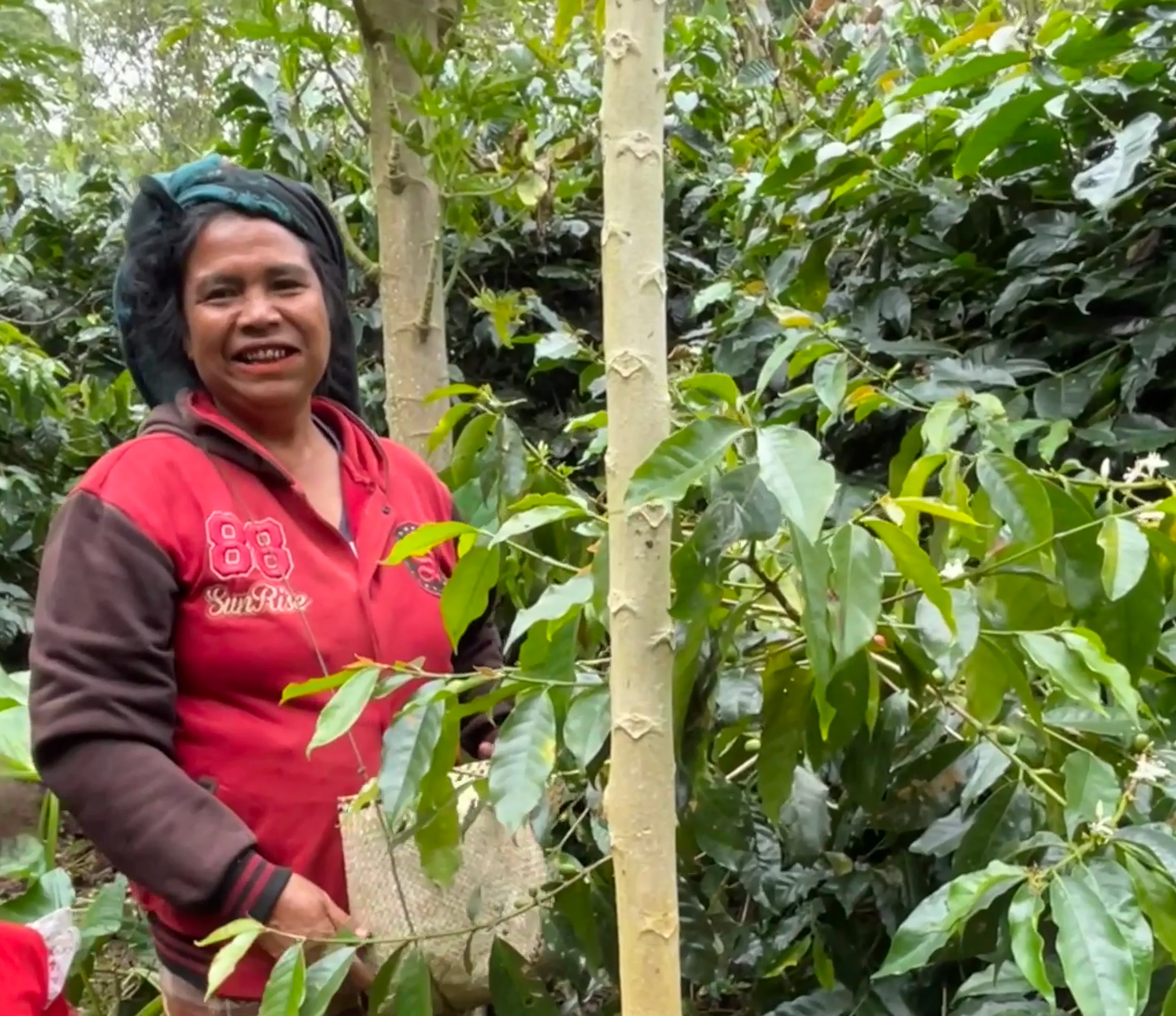 Shiloh Coffee Roasters Indonesia