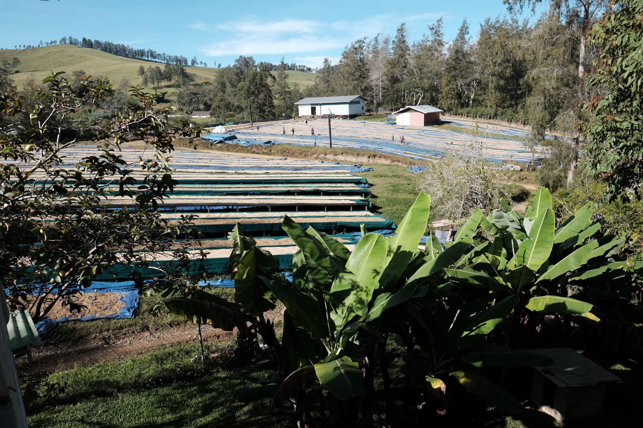 Shiloh Coffee Roasters Papua New Guinea