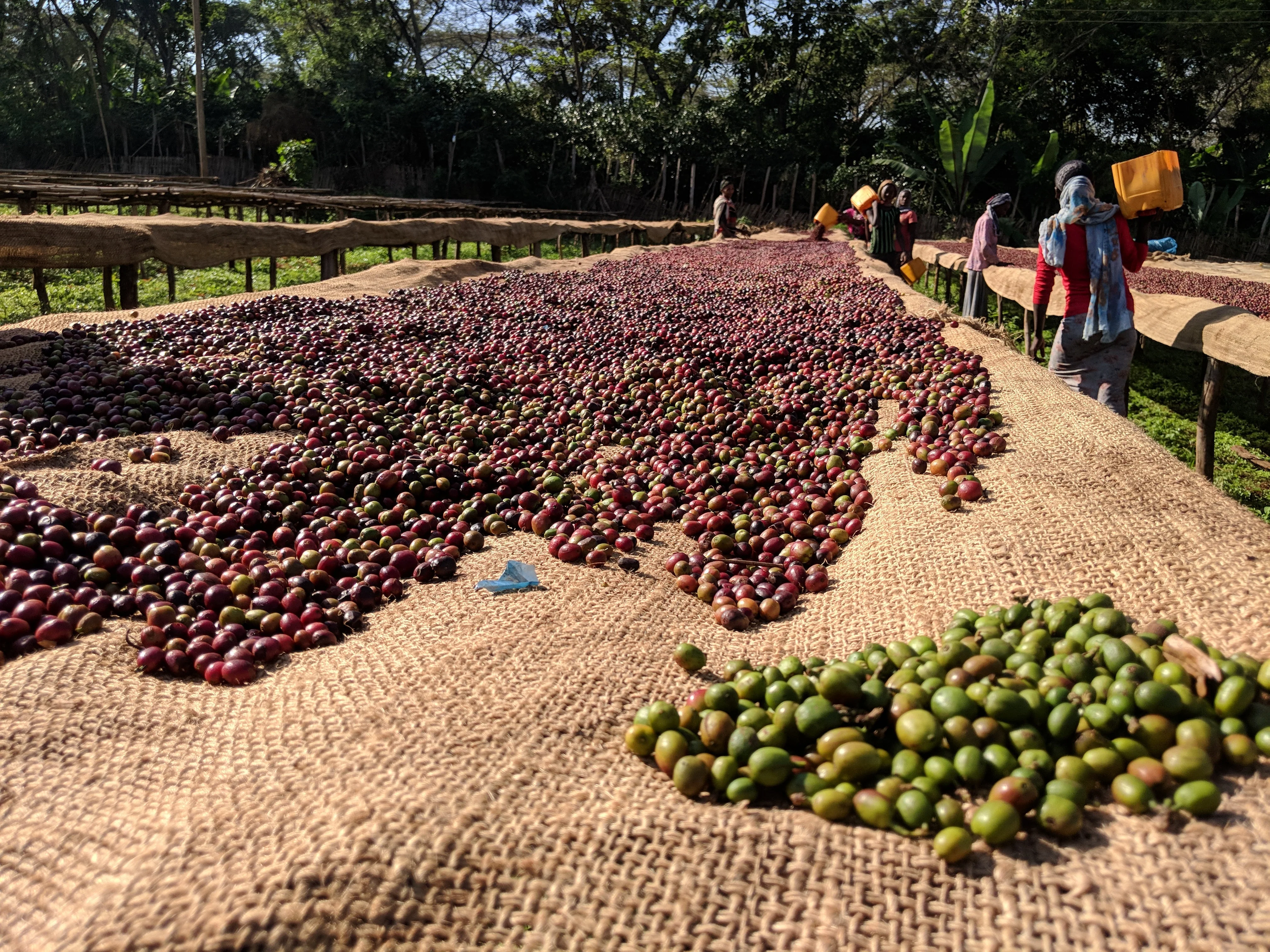 Skylark Coffee Comfort Blend