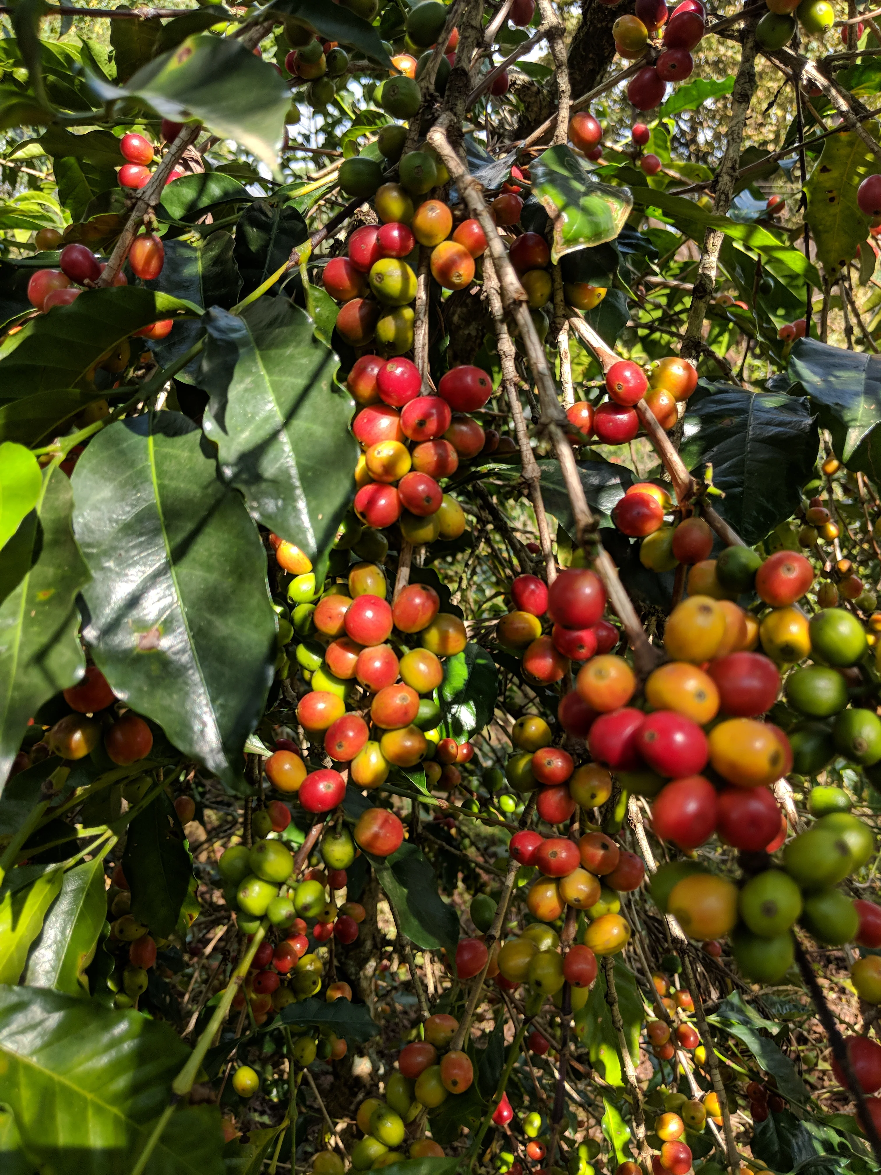 Ethiopia Buture Washed