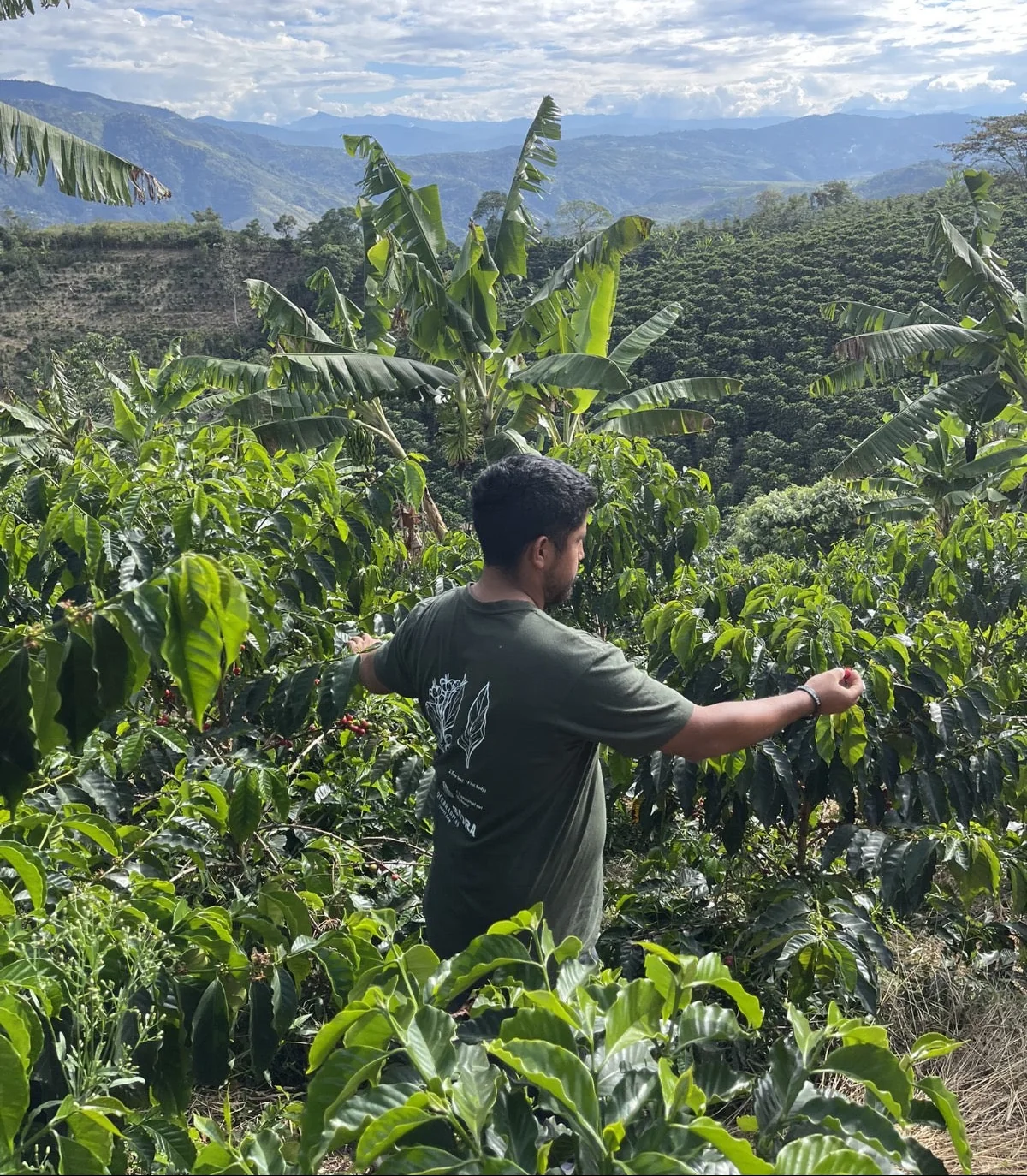 Colombia Edinson Argote Pink Bourbon